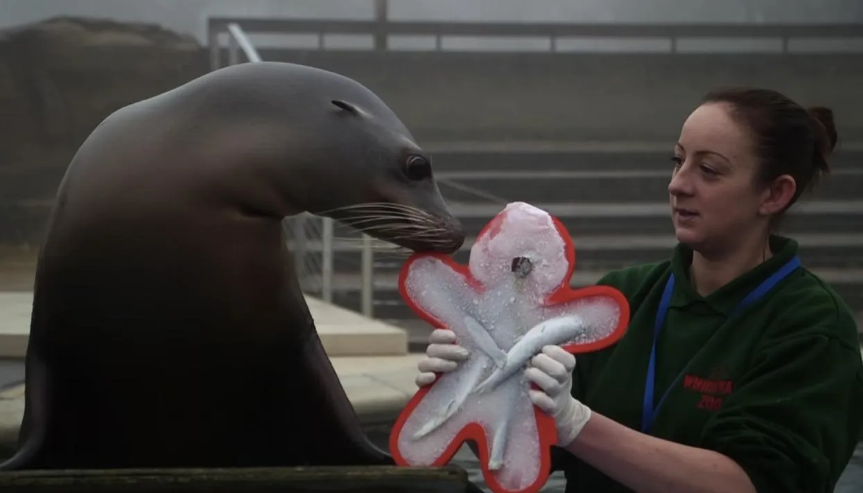 Кадр: ZSL — Zoological Society of London / YouTube