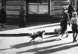 Вера Чаплина со львенком Кинули и собакой Пери. 1935 год