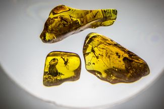 Insects fossilized in amber