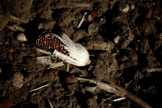 Сухая кукуруза. Март 2023-го