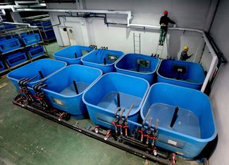 Оборудование для адаптации морских животных в научно-адаптационном корпусе строящегося Приморского океанариума