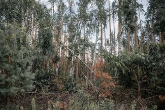 Заминированный участок леса в Черниговской области
