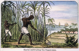 Рабы окучивают сахарный тростник на плантации в Вест-Индии. Гравюра на дереве, 1852 год