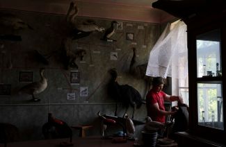 Сотрудник Харьковской государственной зооветеринарной академии убирает поврежденные чучела птиц
