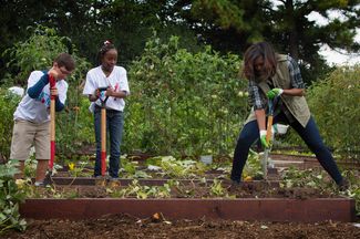 Мишель Обама помогает детям собрать урожай картофеля на огороде в Белом доме. 6 октября 2016 года