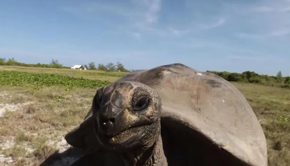 Кадр: National Geographic / YouTube