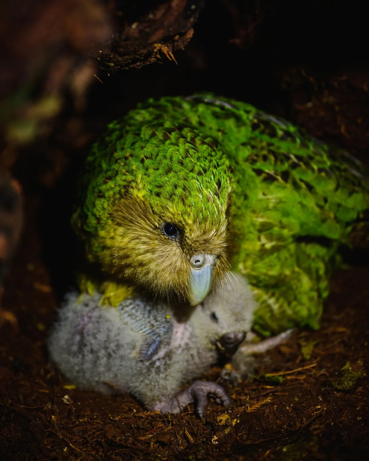 Jake Osborne / New Zealand Department of Conservation