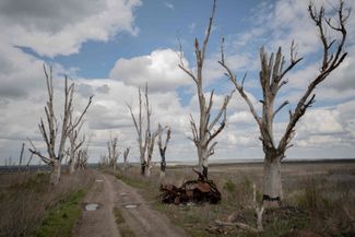 Forest belt near the village of Dolzhenko, May 1, 2026