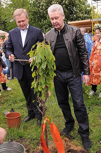 Сергей Капков и Сергей Собянин во время посадки деревьев в Парке Горького, 13 мая 2012 года