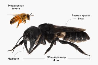 Сравнение размеров Megachile pluto и обычной медоносной пчелы