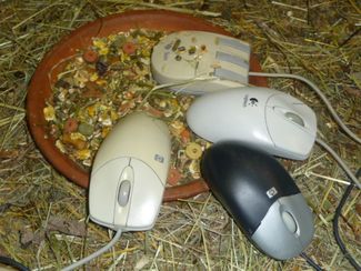 Мыши едят
