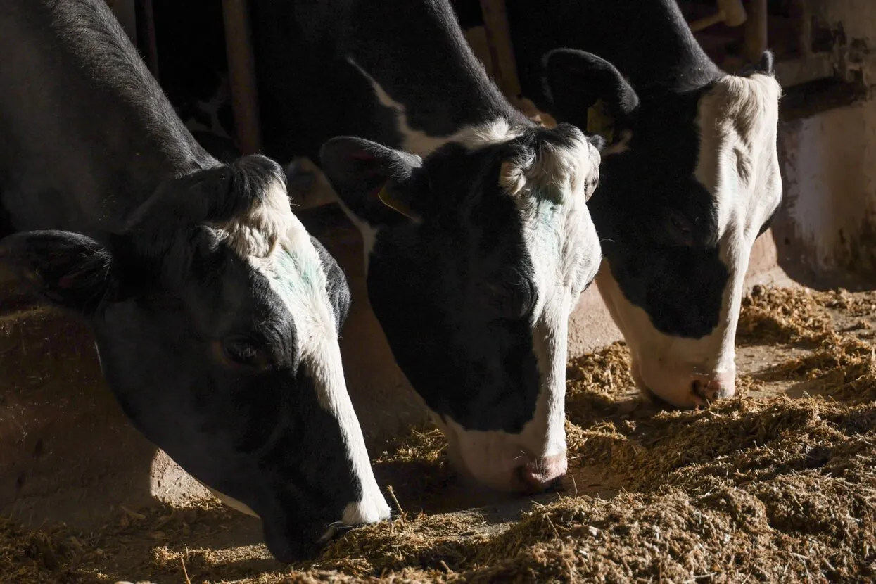 Кирилл Кухмарь / ТАСС / Profimedia