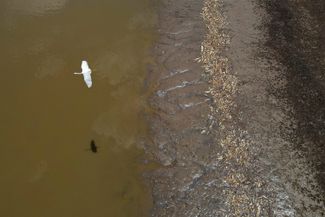 Обмеление реки Солимоэс в бассейне Амазонки привело к массовой гибели рыбы. Манакапуру, Бразилия, 27 сентября 2023 года
