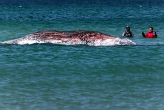 Timmy the whale died. He was rescued from shallow waters in the Baltic Sea, and has now been found dead off the coast of Denmark