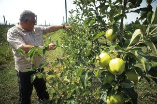 Konstantin Lastovich in his apple orchard, July 2018
