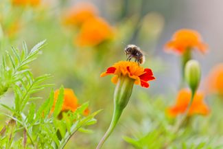 Земляной шмель Bombus Terrestris