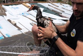 Serhiy Ludinskyi, a volunteer, rescues a duck. Kherson. June 8, 2023.