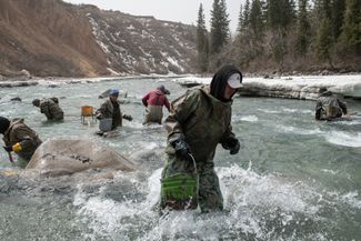 Murat’s crew digging up sediment in the Kichi-Naryn River.