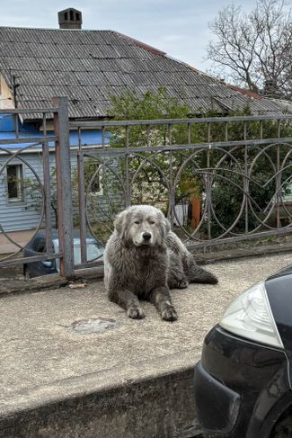 A dog stained with soot and oil. April 25, 2026
