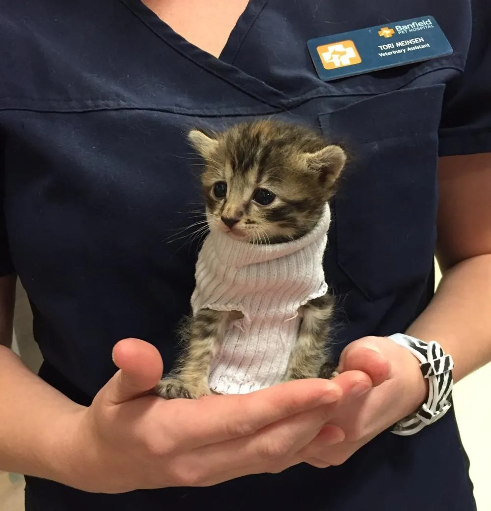 Фото: crysomemore / Twitter