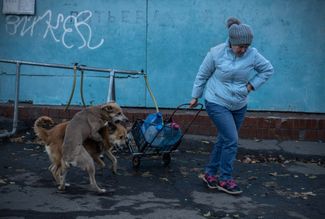Жительница Николаева и уличные собаки