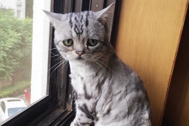 Фото: lanlan731 / Instagram