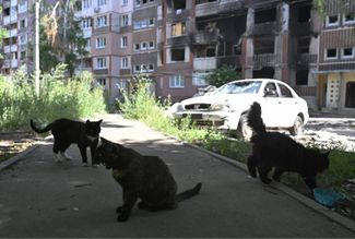 Бездомные кошки прячутся от солнца около разрушенной многоэтажки в Салтовке