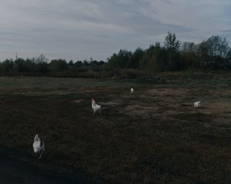 Chickens on the outskirts of Hroza.