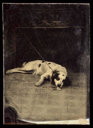 Портрет лежащей собаки породы кокер-спаниель