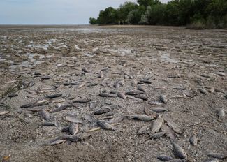 A mass <a href="https://meduza.io/video/2023/06/07/massovaya-gibel-ryby-v-kahovskom-vodohranilische-eto-esche-odno-posledstvie-razrusheniya-plotiny-ges-na-dnepre" rel="noopener noreferrer" target="_blank">death</a> of fish was reported after the Kakhovka reservoir’s water levels dropped. The image was captured in the town of Marianske in the Dnipropetrovsk region. June 7, 2023.