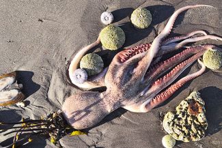 Мертвый осьминог на берегу бухты Безымянная. Камчатка, 1 октября 2020