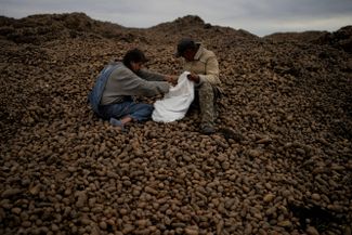 Жители поселка Макаров Бучанского района Киевской области перебирают картошку<br>