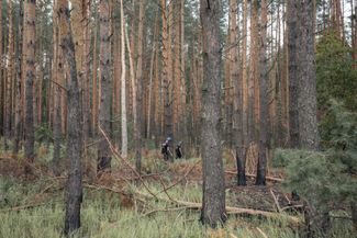 Лес в Черниговской области, куда саперы вышли на проверку