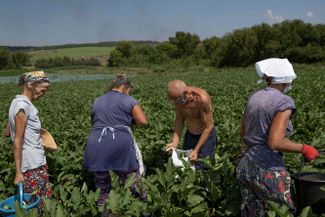Уборка урожая баклажанов на ферме в нескольких километрах от линии фронта в Донбассе