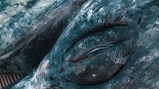 The eye of a dead whale