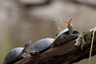 Первое место: Две геликониды юлии (Dryas iulia) пьют слёзы черепах в Эквадоре