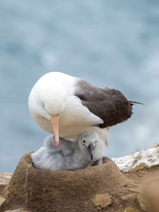 Взрослая особь и птенец альбатроса