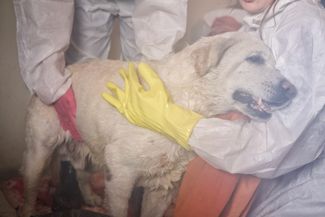 Volunteers wash a dog that has become dirty with petroleum products. April 25, 2026