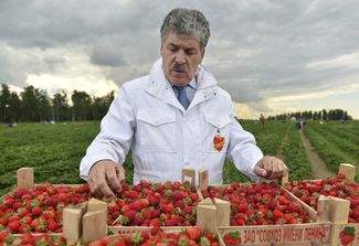 Грудинин с урожаем клубники в «Совхозе имени Ленина», 1 июля 2015 года