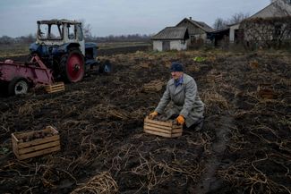 Жители села Заречное неподалеку от линии фронта в Донбассе собирают картошку