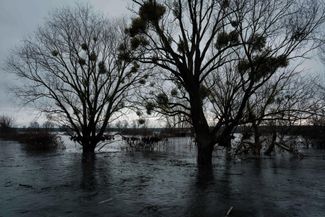 Затопленный лес у села Демидов после взрыва дамбы на реке Ирпень. 28 февраля 2022 года