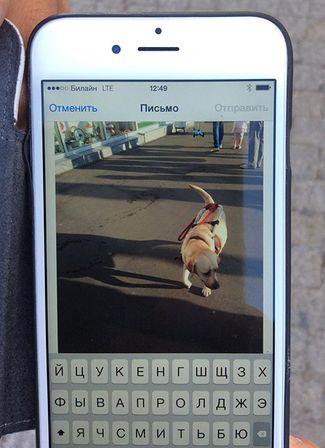 Фотография собаки Дианы в телефоне Виктории Павленко