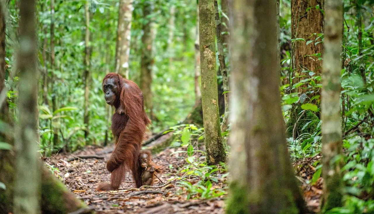 Сергей Урядников / Shutterstock.com