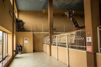 Вольер жирафа в зоопарке «XII Месяцев» в селе Демидов Киевской области. Утверждается, что на фоне войны и особенно с приходом зимы поток посетителей зоопарка упал ниже даже ковидных значений, поэтому владельцам приходится полагаться на пожертвования для поддержки содержания животных