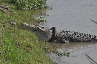 Крокодил с шиной на шее в окрестностях Палу в феврале 2020 года