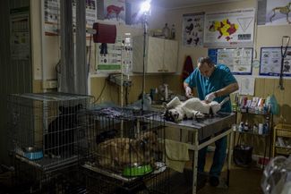 Ветеринар стерилизует собаку в Херсоне. 7 марта 2024 года.