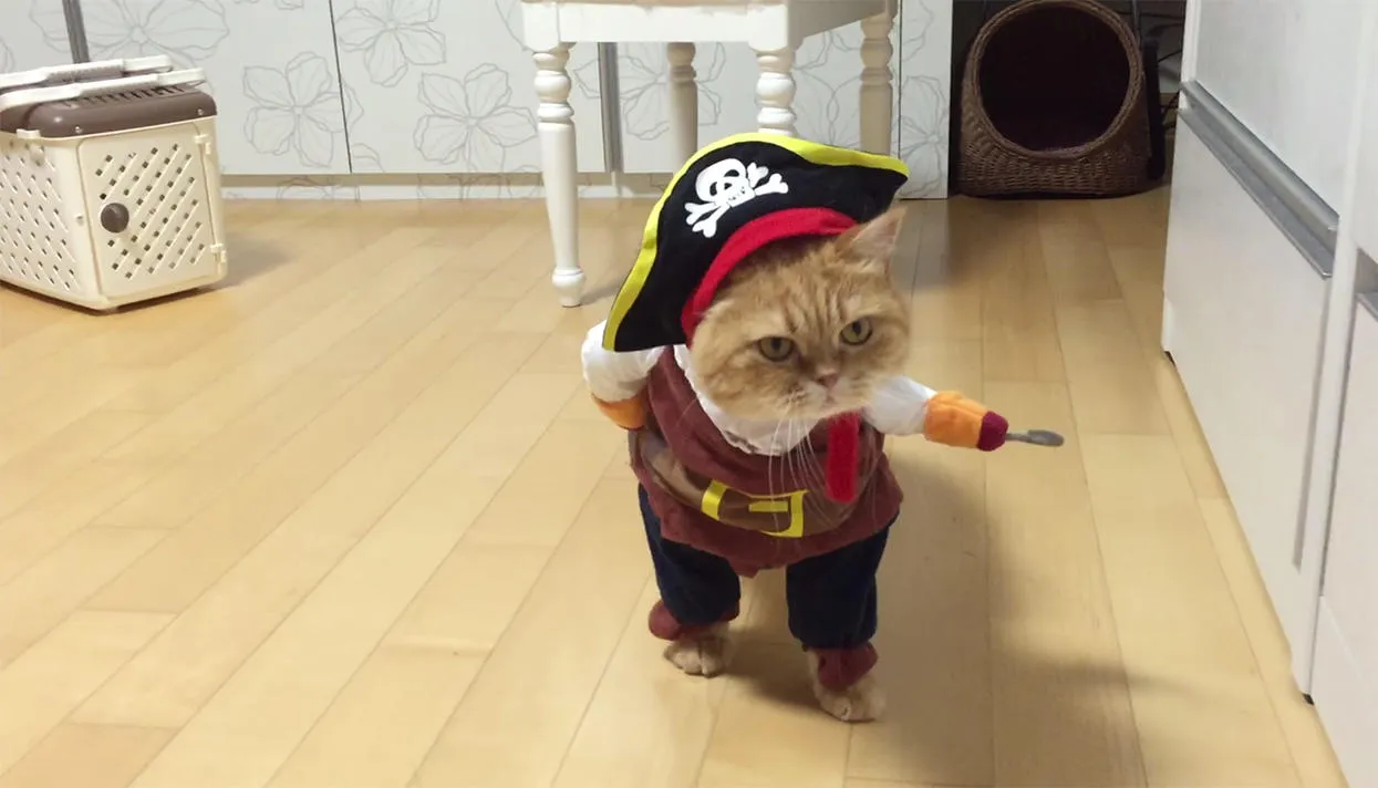 Фото: sanghee kim / YouTube