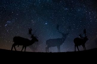 Категория «Природа», третье место в номинации «Фотоистория». Европейские лани на ночной прогулке