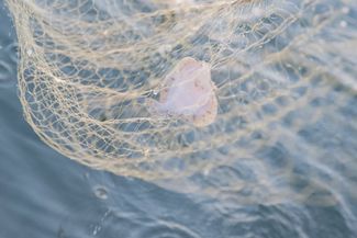 A flounder caught by fishermen in Kurzeme