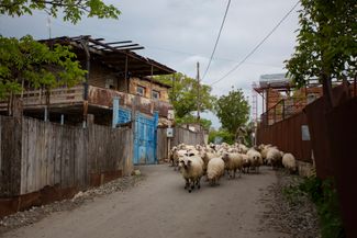 A flock of sheep on the street of a border village